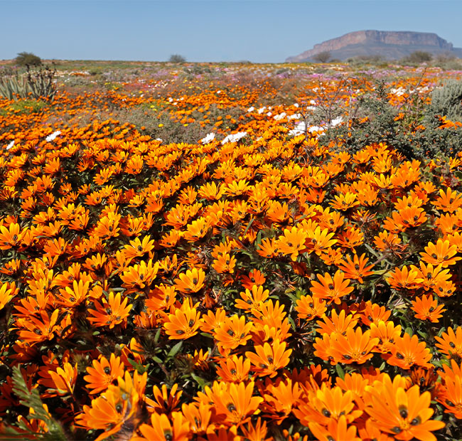 namaqueland 01